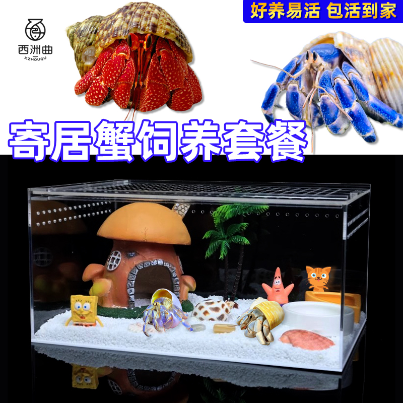 寄居蟹新手饲养箱桌面萌宠相手蟹专用沙蟹亚克力生态造Z景躲避套