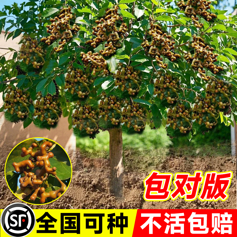 拐枣苗树盆栽活嫁接金钩梨