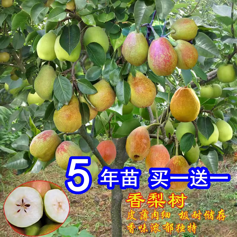 嫁接梨树苗新疆香库尔勒盆