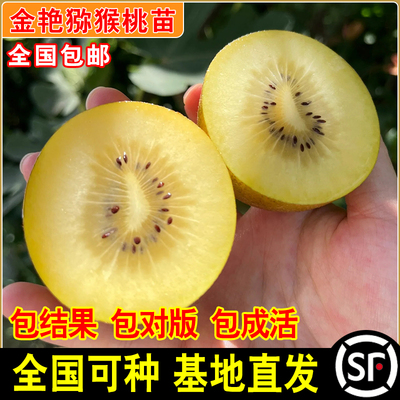 金艳猕猴桃树苗南北方地栽