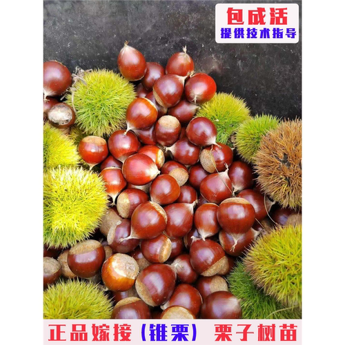 嫁接建瓯锥栗树苗特大榛子