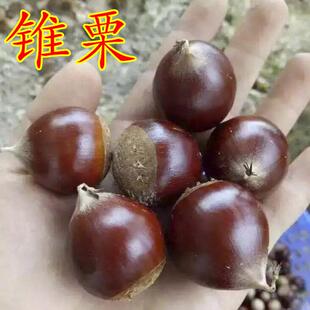 嫁接板栗树苗 锥栗苗 锥栗树苗建瓯锥栗苗尖栗苗当年结果树苗