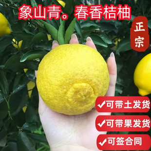 春香桔柚树苗黄金贡柚苗兼有桔和柚的香气柑橘树苗象山青树苗