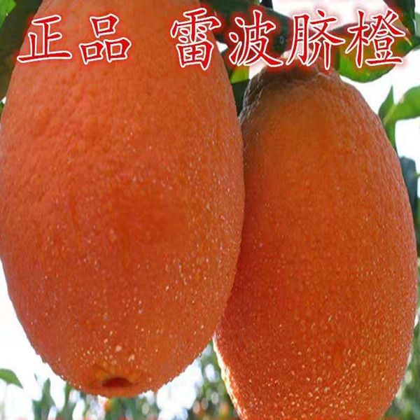 嫁接橙子苗纽荷尔脐血红肉