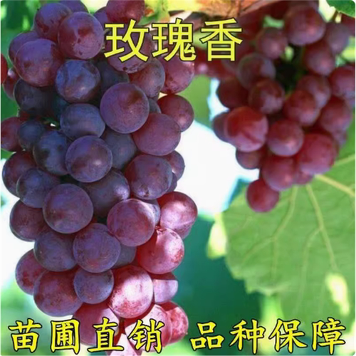 玫瑰香葡萄苗盆栽地树丛林