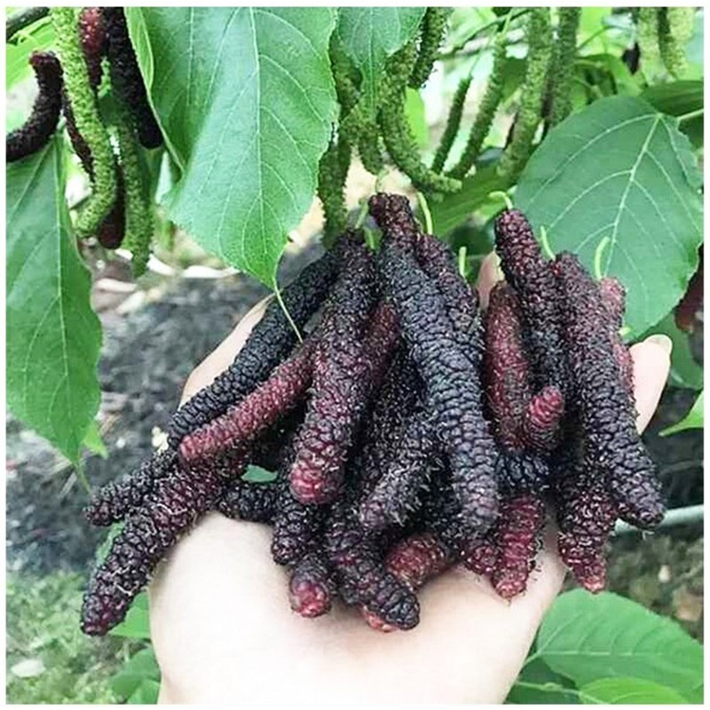 桑葚树苗果桑苗无籽大十桑葚苗嫁接台湾长果四季果桑占地果苗果树