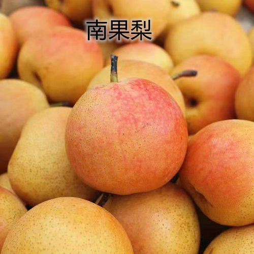 南国梨树苗香水东北冻耐寒