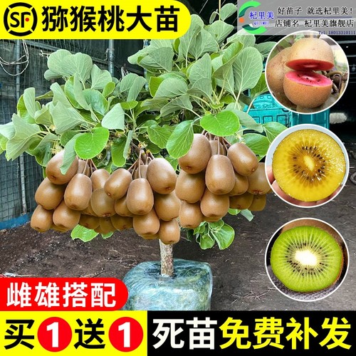 猕猴桃苗红心徐香软枣嫁接