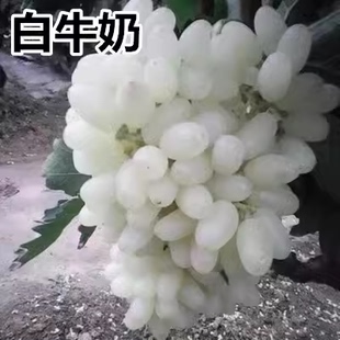 马奶提子葡萄树苗无核南北方种植爬藤果树白牛奶葡萄苗盆栽地栽