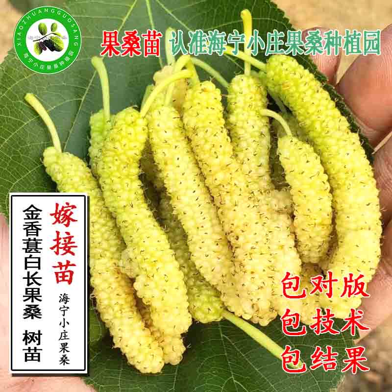 香金蜜长白桑金香葚白色长果桑新品种果桑苗特香桑椹桑果苗果树苗