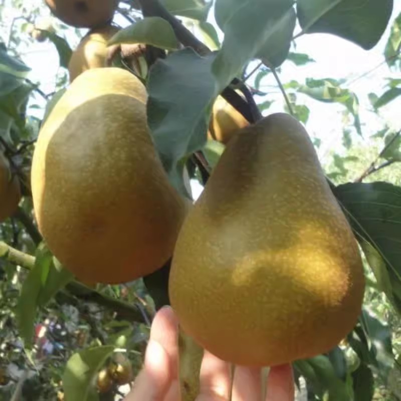 四川苍溪雪梨树苗嫁接特