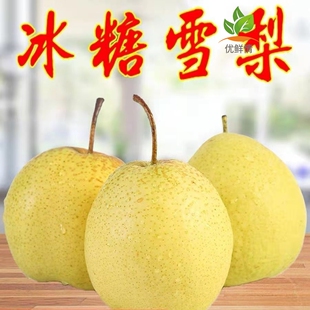 黄金冰糖雪梨苗种植果苗白酥梨梨树苗北方博望嫁接南方苗晚熟品种