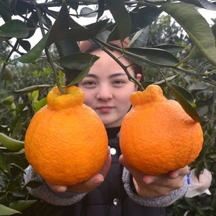 丑八怪丑橘树苗丑柑嫁接限购树苗桔子不知火春见耙耙柑橘桔子带果