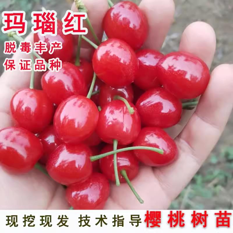 四川玛瑙红樱桃树苗车厘子