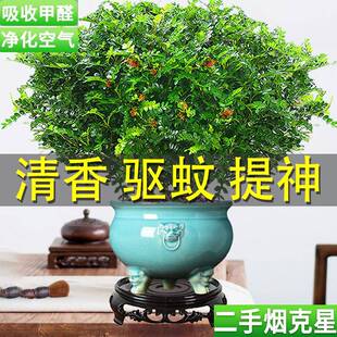 清香木盆栽正宗老桩盆景鲜花卉办公室内驱蚊水培绿植物九里香树苗