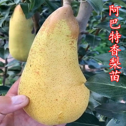 嫁接大果梨树苗新品种特早