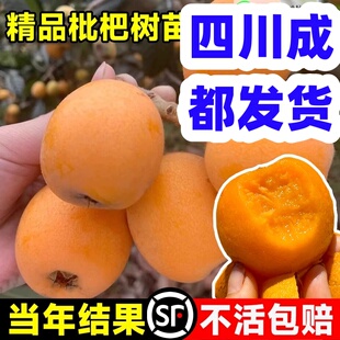 新品种特大无核红五星枇杷苗树砂糖琵琶白玉果树苗南北方庭院种植