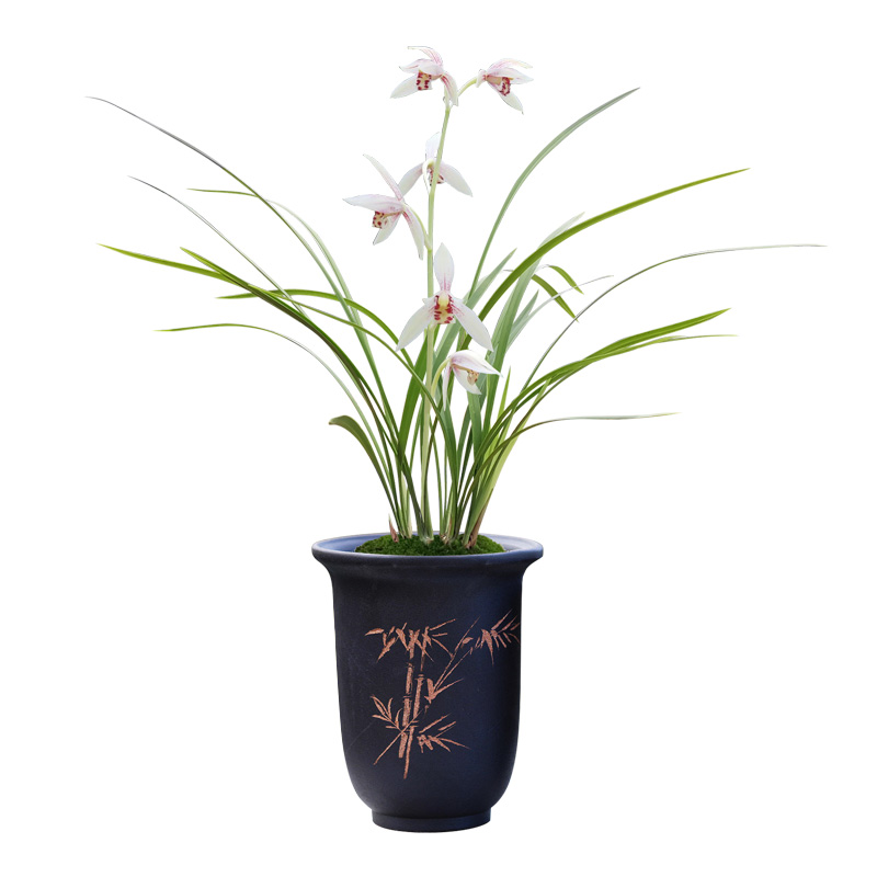 刘阁兰花苗 四季建兰白花彩心云卉 夏带花苞出售室内好养花卉盆栽