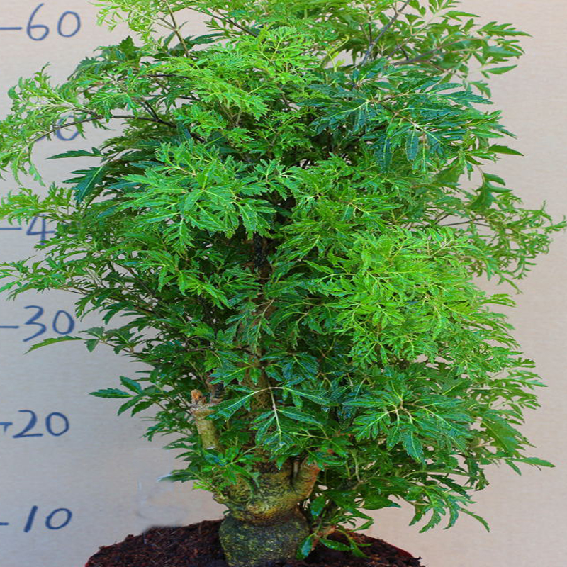 羽叶福禄桐盆景树桩室内客厅花卉绿植四季常青发财树盆栽净化空气