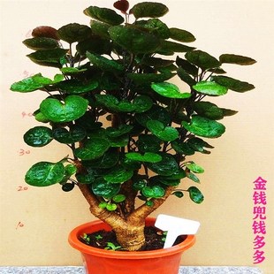 金钱兜盆栽福f禄圆叶桐钱树金钱树发财树室内客厅绿植花卉园艺植