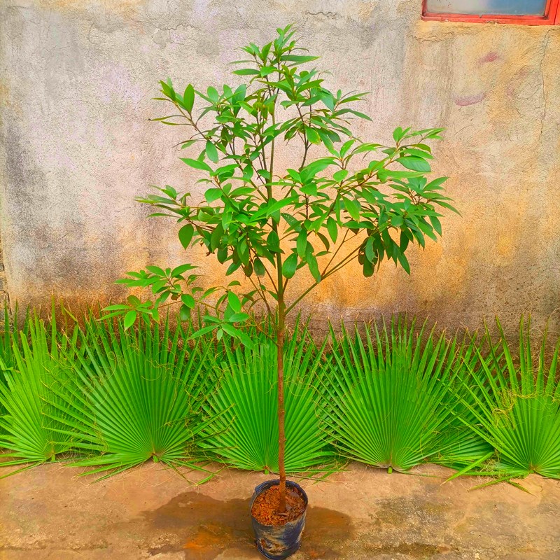 正宗金丝楠木活苗庭院苗木小叶桢楠室内外绿植净化空气南北易活树