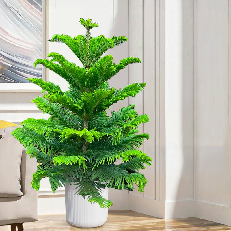南洋杉盆栽圣诞树盆景客厅室内卧室办公室大型植物懒人四季好养