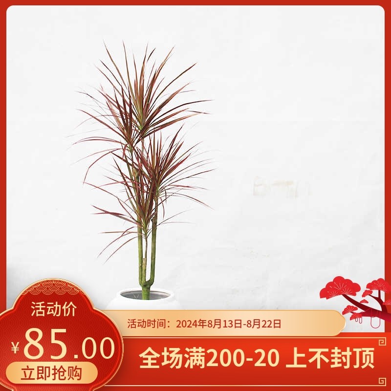 七彩铁千年木盆栽室内客厅阳台绿植花卉办公室桌面好养植物龙血树