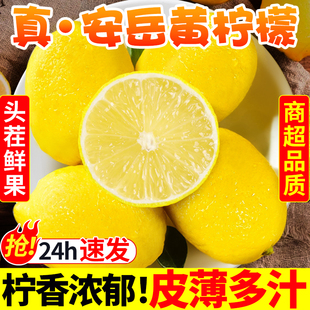 四川安岳黄柠檬鲜果大果当季新鲜水果皮薄好果泡水小柠檬精选大果