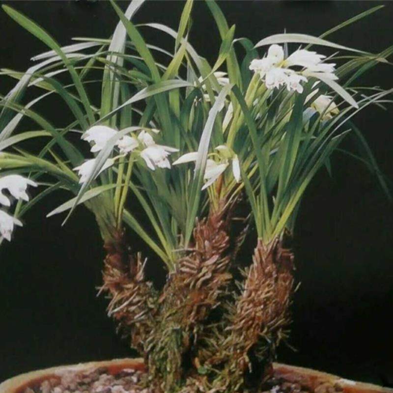 云南稀有兰花棕根大雪兰素花客厅阳台庭院四季绿植盆载纵根虎头烂