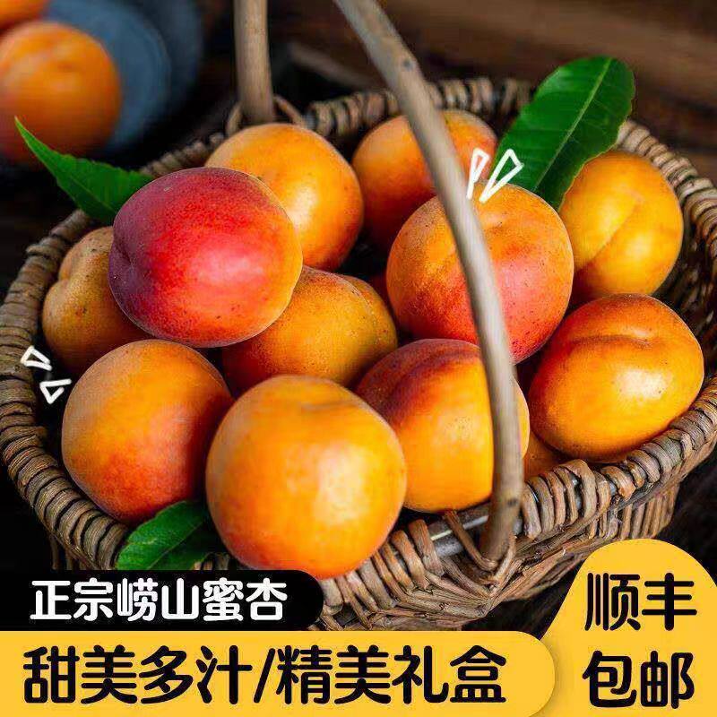 青岛崂山蜜杏杏子5斤新鲜水果梅杏崂山特产酸甜可口当季孕小红杏W