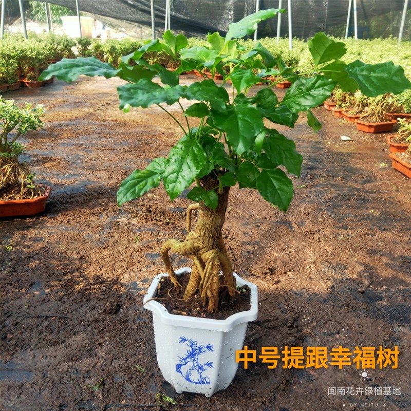 提根幸福树盆栽绿宝造型盆景四季常青室内阳台观叶植物办公室客厅