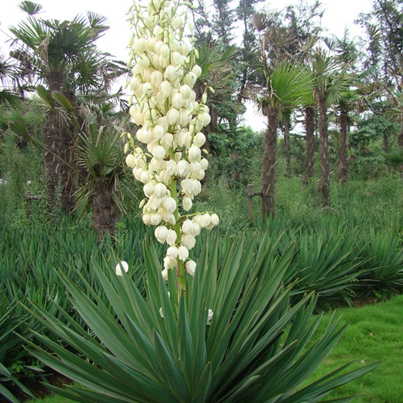 金边凤尾兰龙舌兰花镜植物庭院花园盆栽多年生宿根花卉四季绿植