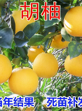 胡柚苗常山嫁接子树甜蜜
