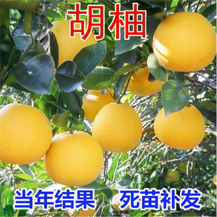 胡柚苗 常山胡柚苗 嫁接柚子树苗 甜柚蜜柚子果树当年结果