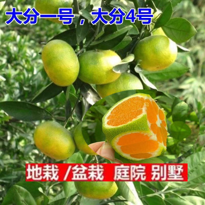 大丰芬桔子苗特早熟蜜分一