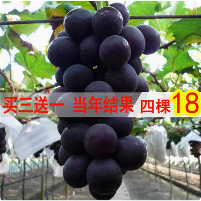 正宗巨锋葡萄苗夏黑葡萄树苗无核葡萄果树苗耐寒葡萄苗爬藤果树苗