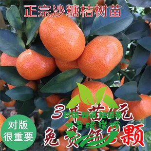 砂糖桔树苗 嫁接早熟新品种金秋沙糖橘 桔子橘子苗盆栽庭院果树苗