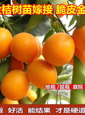 金桔树苗嫁接脆皮钱橘甜