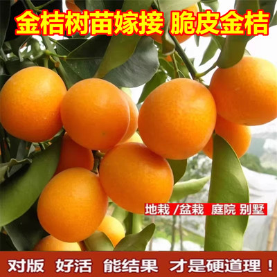 金桔树苗嫁接脆皮钱橘甜