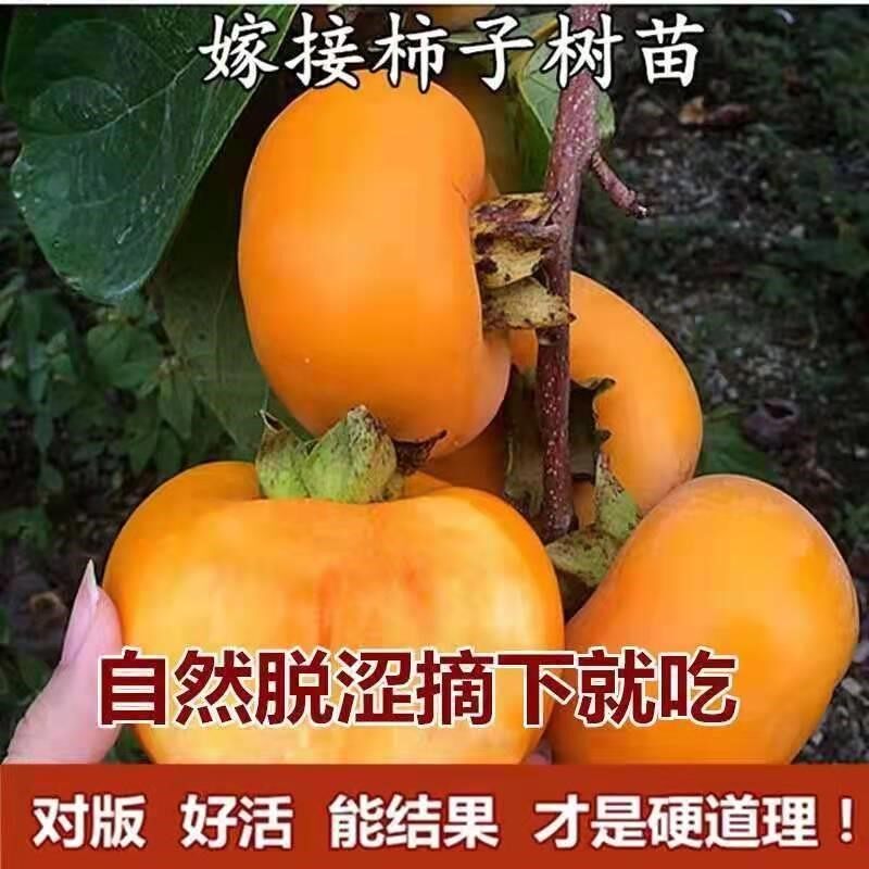 甜脆子树苗嫁接脆柿果树苗新品种红灯笼甜柿盆地栽南北