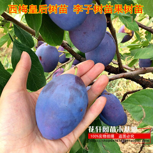 西梅皇后树苗李子果嫁接