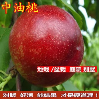 油桃树苗新品种中13号千