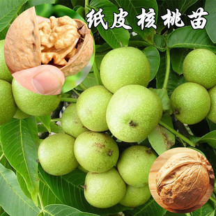 核桃苗纸皮薄皮核桃树苗南方北方盆栽地栽嫁接苗8518红仁香核桃苗