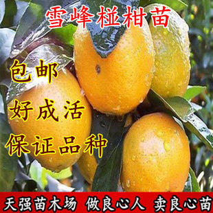 碰柑树苗 雪峰椪柑 嫁接椪柑苗 甜润爽口柑桔子果树苗无核椪柑苗