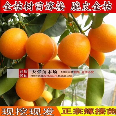 金桔树苗嫁接脆皮橘甜盆