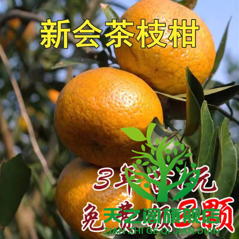 正宗嫁接新会柑大红柑茶枝柑种苗树柑桔果为新会陈皮用柑橘子树苗,鲜花速递/花卉仿真/绿植园艺,果树,淘宝优惠券,粉丝福利购,淘宝优惠卷