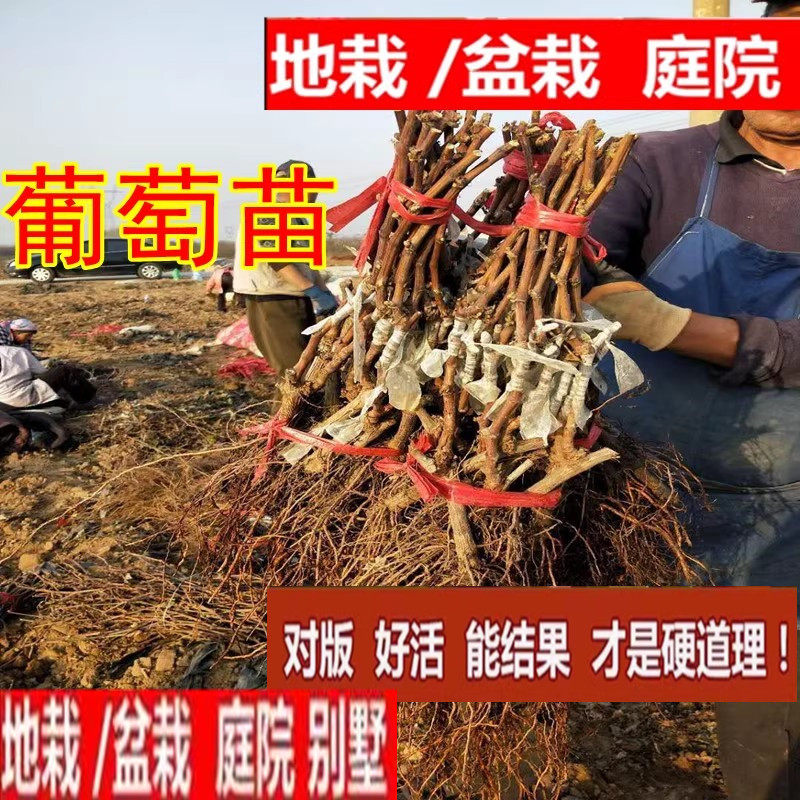 葡萄苗盆栽地栽葡萄树曲果树苗南方北方种植当年结果3年苗包邮
