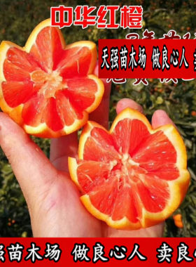 中华红橙血苗肉脐果树甜