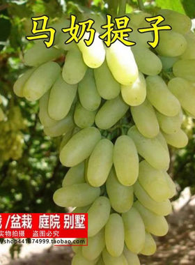 盆栽葡萄苗马奶提子无核