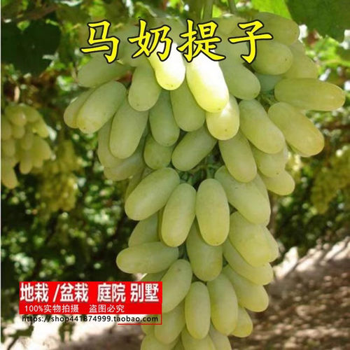盆栽葡萄苗马奶提子无核